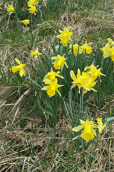 Naturschutzgebiet Perlenbach-Fuhrtsbachtal