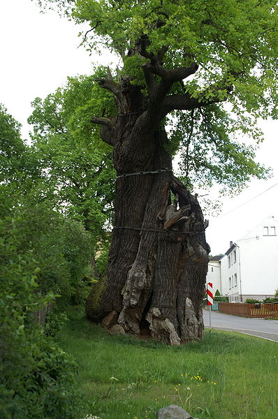 Grabeiche - 1000 jährige Eiche