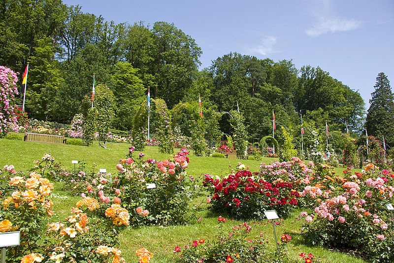 Rosenneuheitengarten Beutig