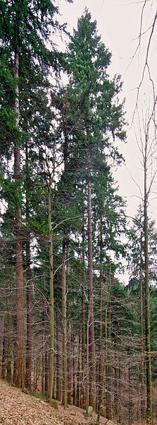 Arboreto de Friburgo-Günterstal