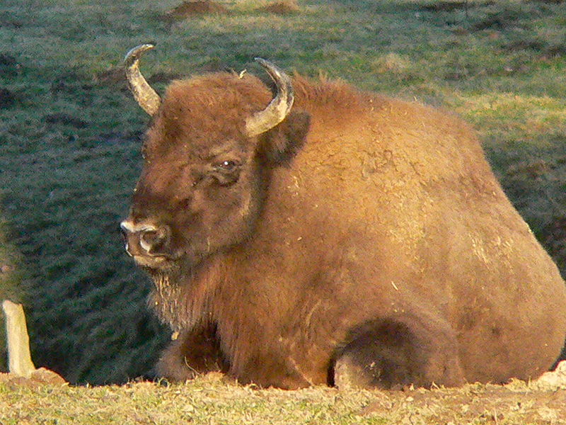 Tierpark Sababurg