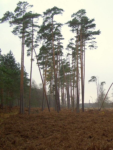 Darß Forest