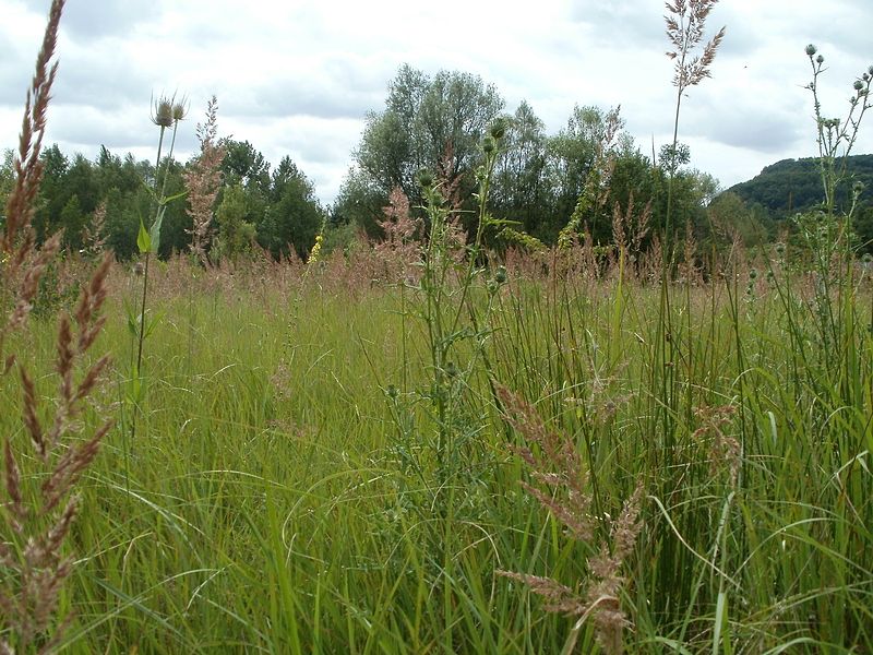 Naturschutzgebiet St. Arnualer Wiesen