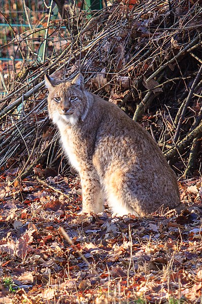 Wildpark an den Eichen