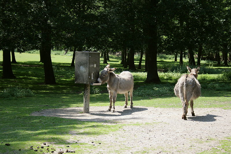 Anholter Schweiz