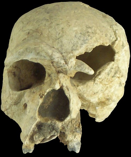 Steinheim skull