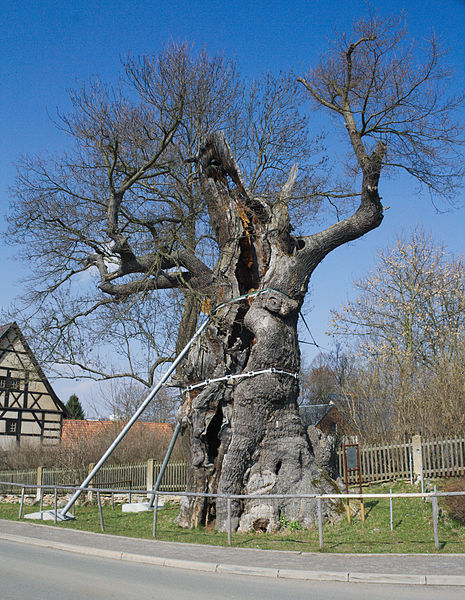 Grabeiche - 1000 jährige Eiche