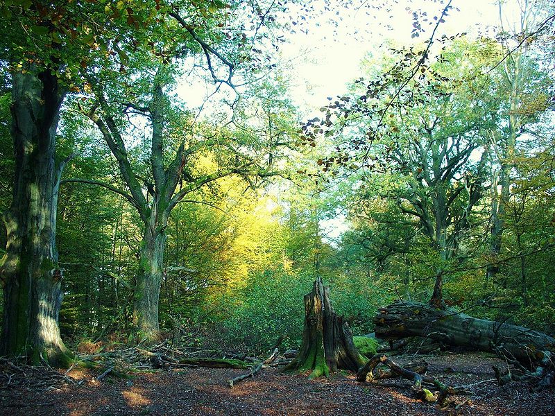 Forêt de Reinhard