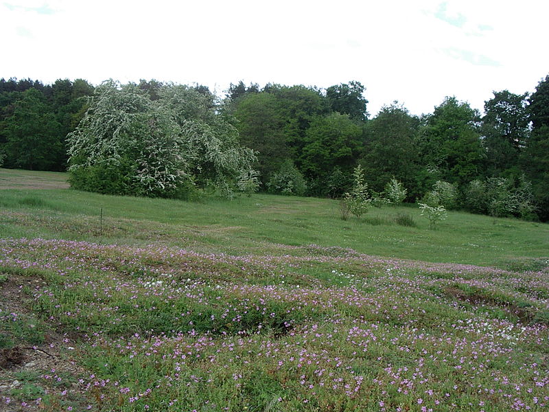 Naturschutzgebiet Hainberg