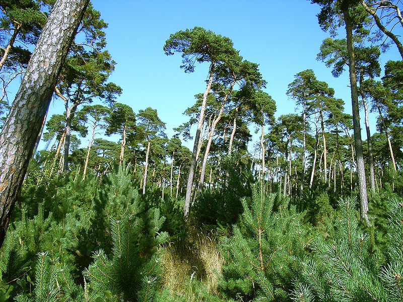 Forêt de Lenneberg