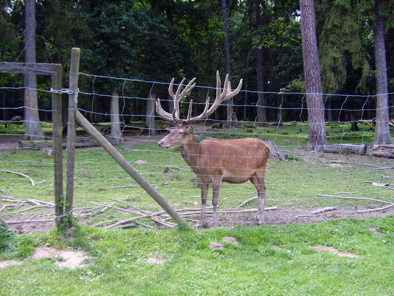 Hochwildschutzpark Hunsrück