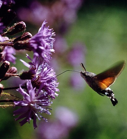 Reserva de la biosfera de Rhön