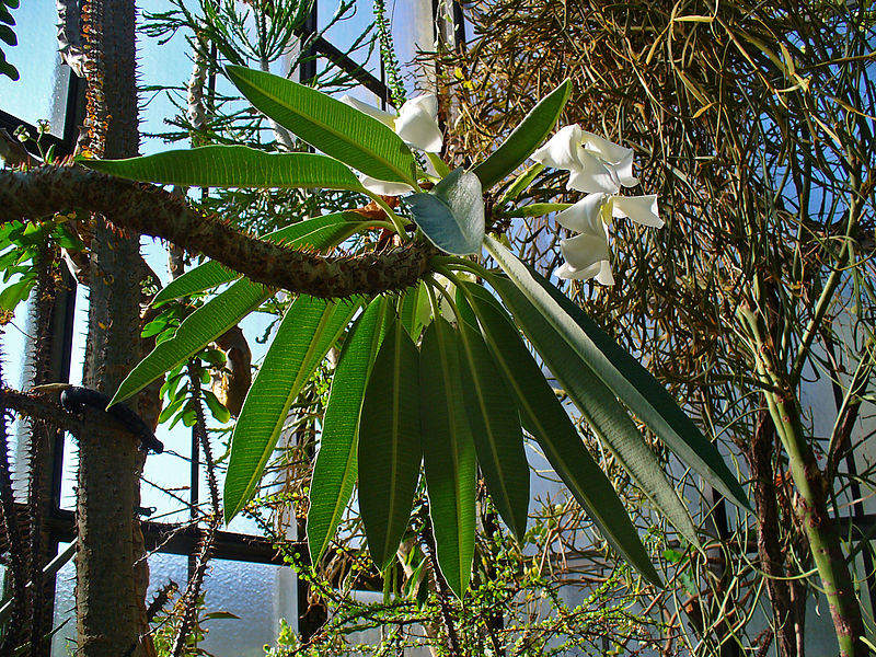 Jardín botánico de la Universidad de Tubinga