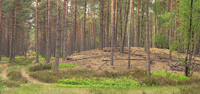 Inland dune