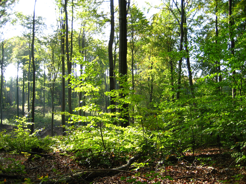 Düben Heath Nature Park