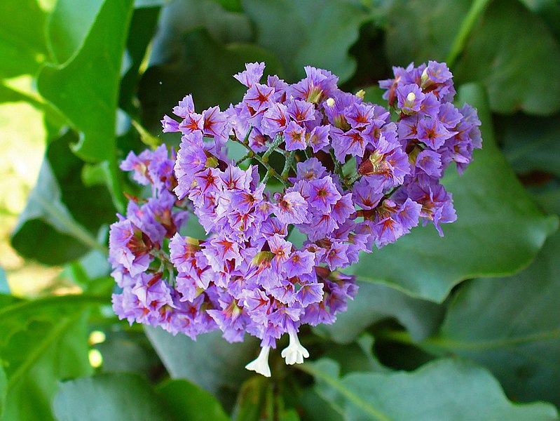 Jardín botánico de la Universidad de Tubinga