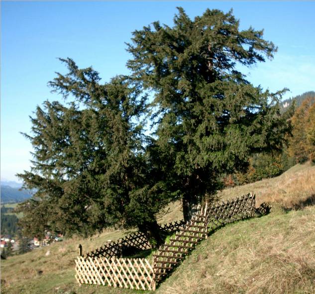 Balderschwang Yew