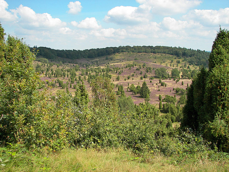 Naturschutzgebiet Lüneburger Heide