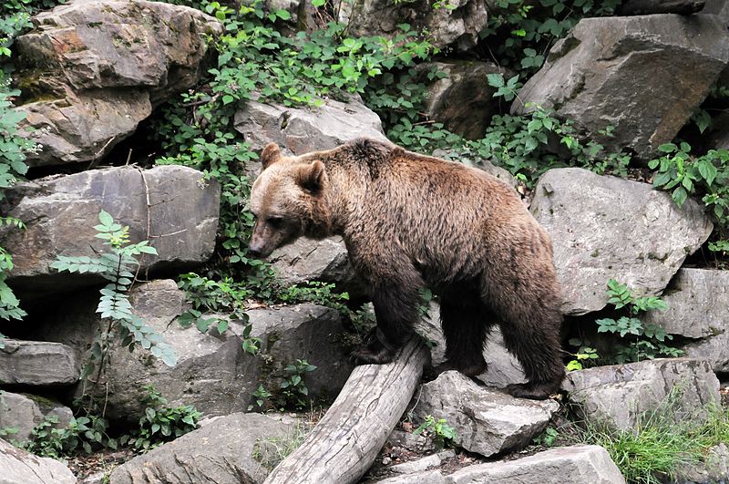 Tier- und Pflanzenpark Fasanerie