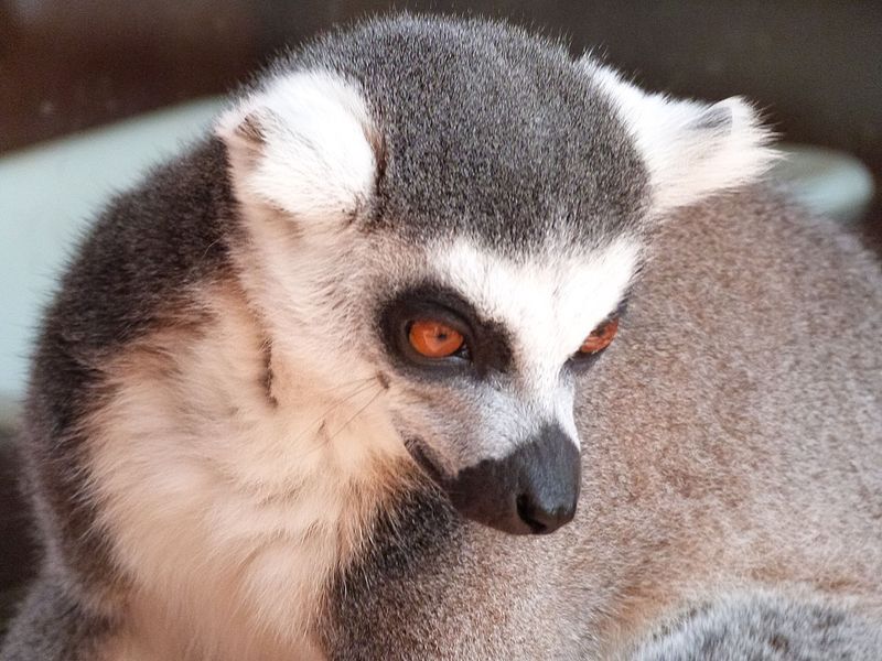 Magdeburg Zoo