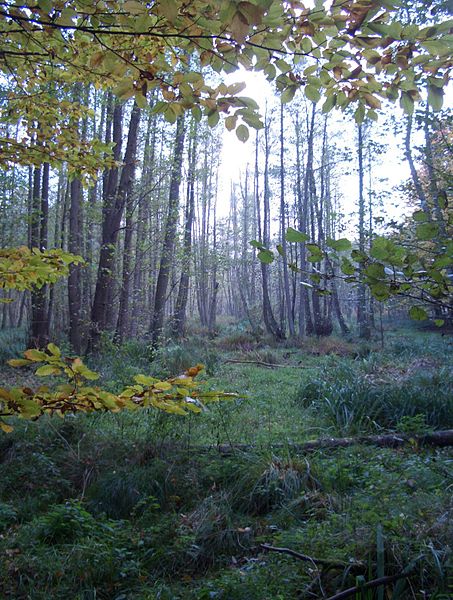 Naturpark Feldberger Seenlandschaft