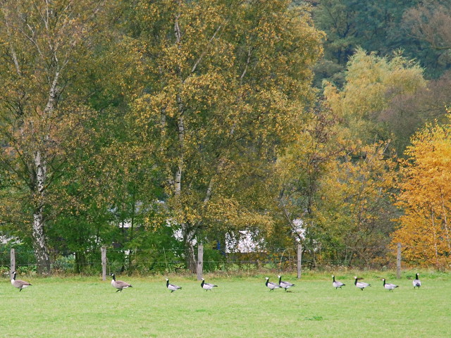 Naturschutzgebiet Ruhraue Witten-Gedern