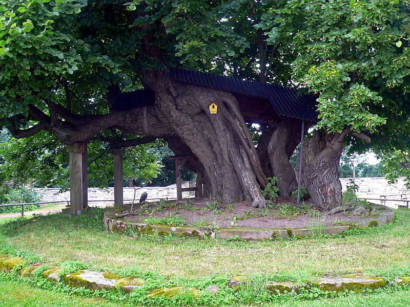 Schlosslinde Augustusburg