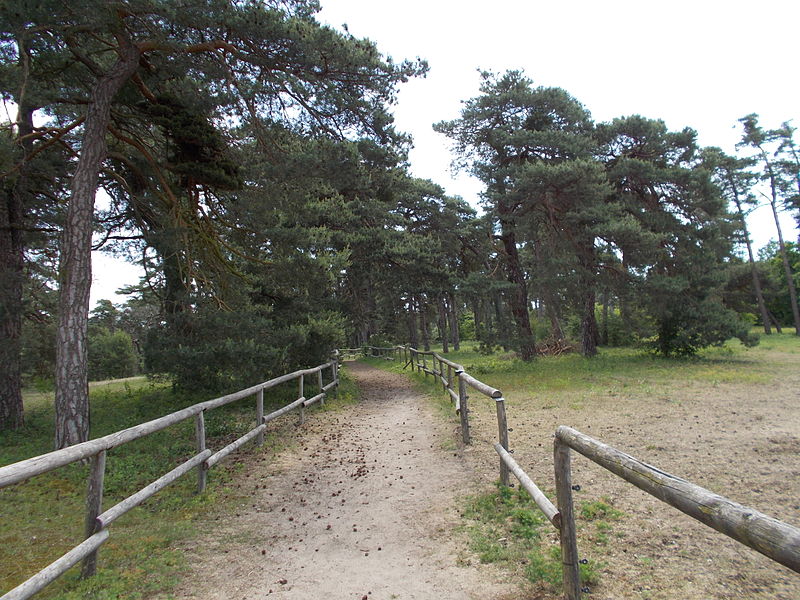 Sandhausener Dünen