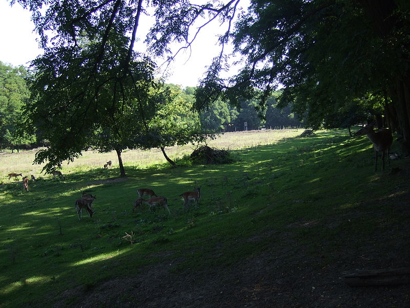 Wildpark Frankfurt