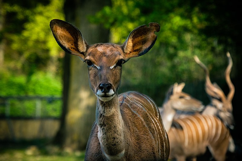 Zoo Osnabrück