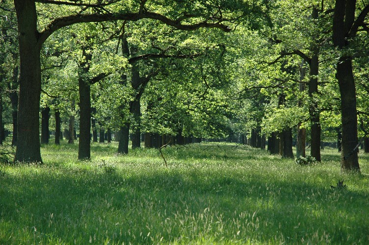 Forêt de Reinhard