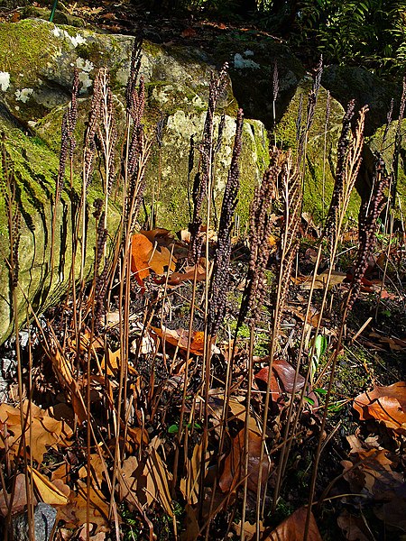 Botanischer Garten der Universität Tübingen