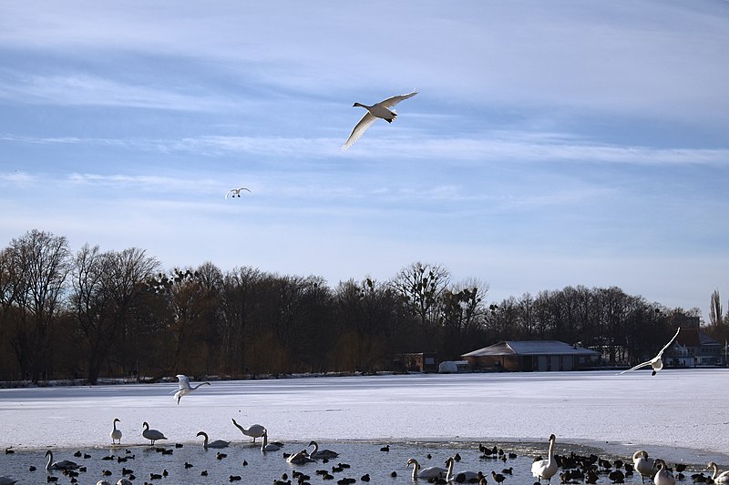 Lago Masch