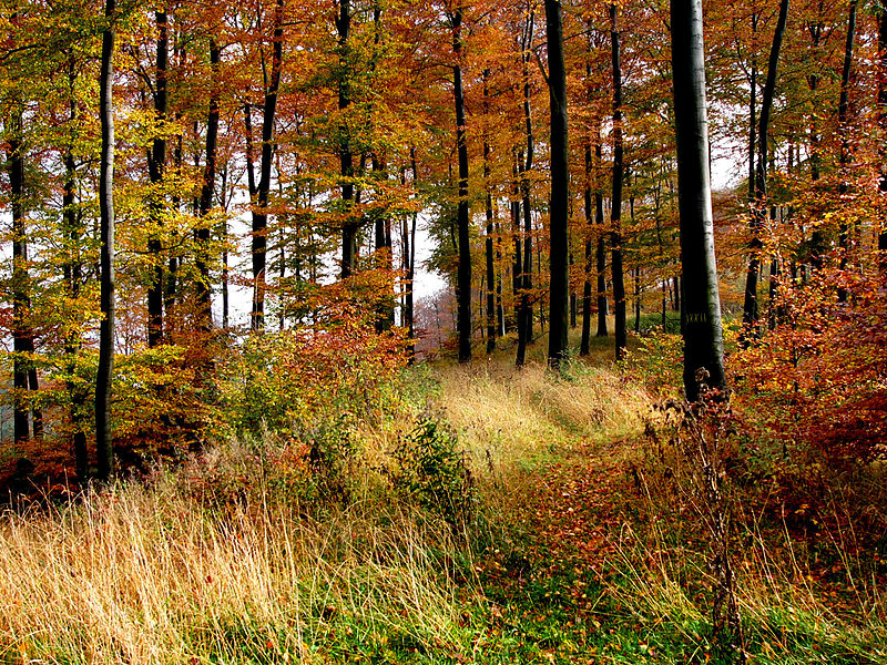 Forêt de Teutberg