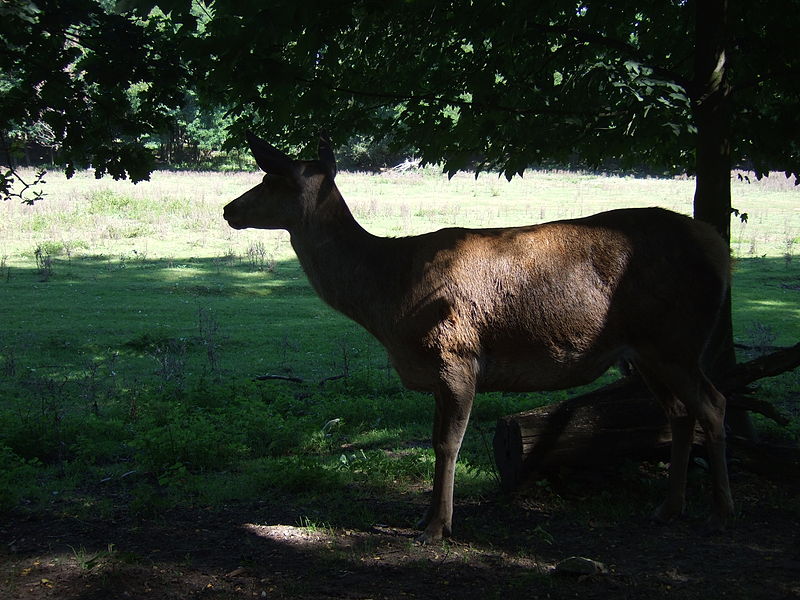 Wildpark Frankfurt