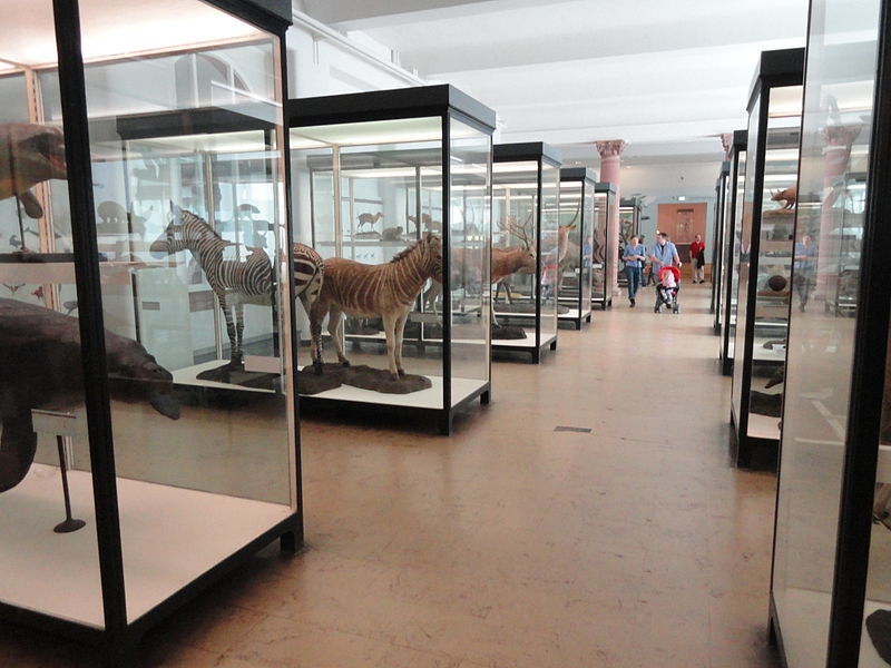 Museo Senckenberg de Historia Natural