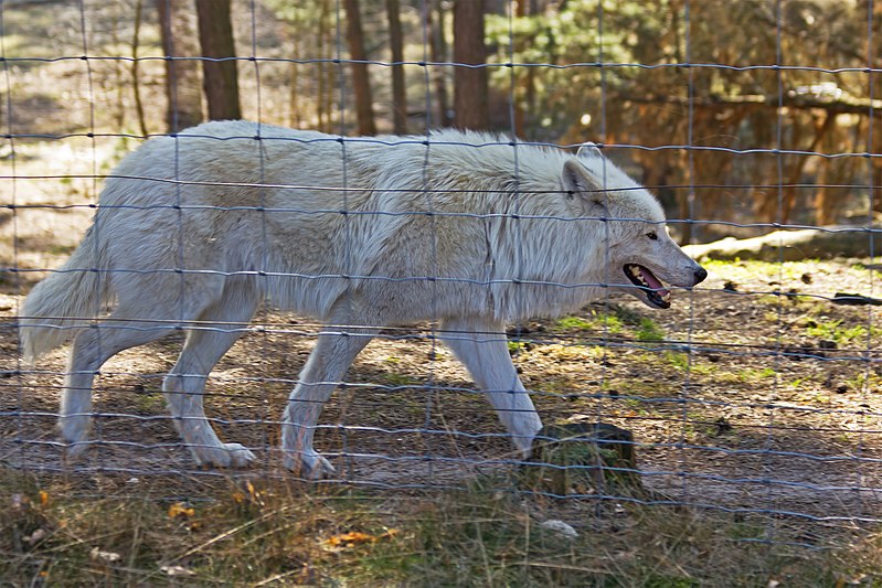 Wildpark Johannismühle