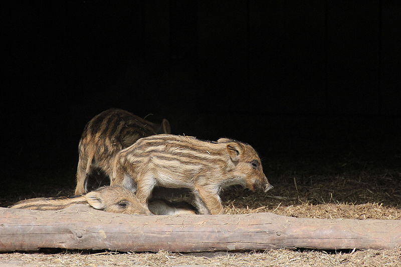 Wildpark im Grafenberger Wald