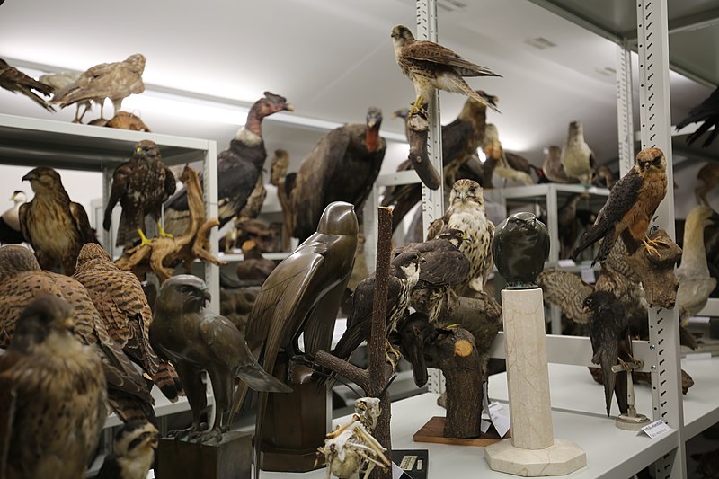 Colección estatal Zoológica de Múnich