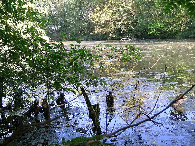 Meißendorf Lakes and Bannetze Moor