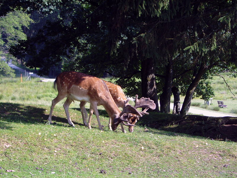 Hochwildschutzpark Hunsrück