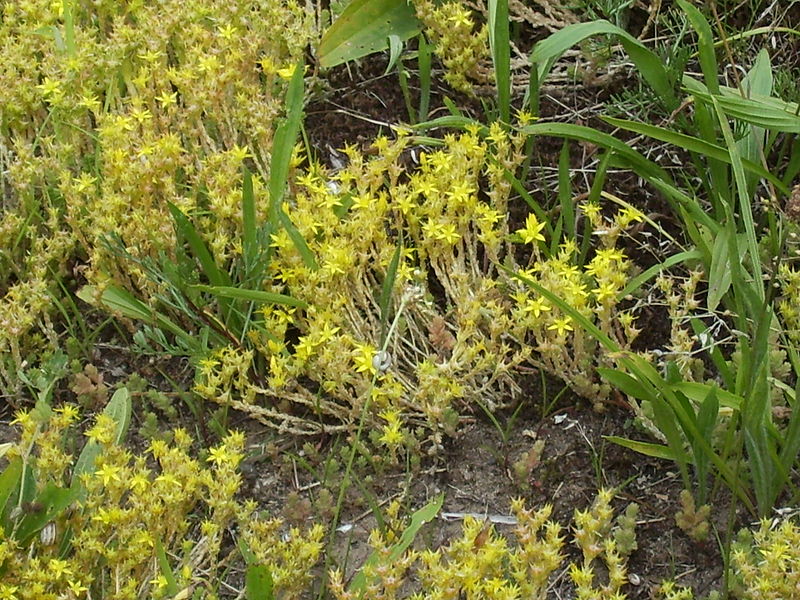 Sandhausener Dünen