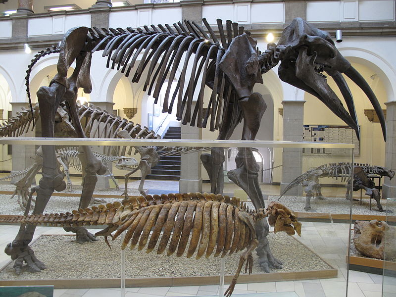 Paläontologisches Museum München