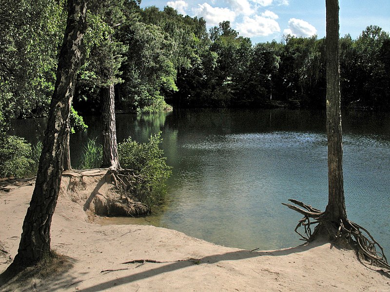 Dübener Heide