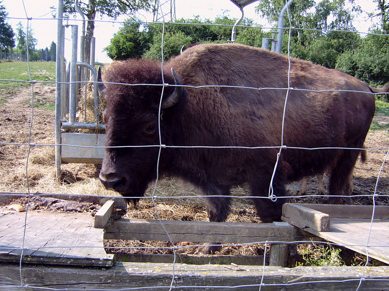 Hochwildschutzpark Hunsrück