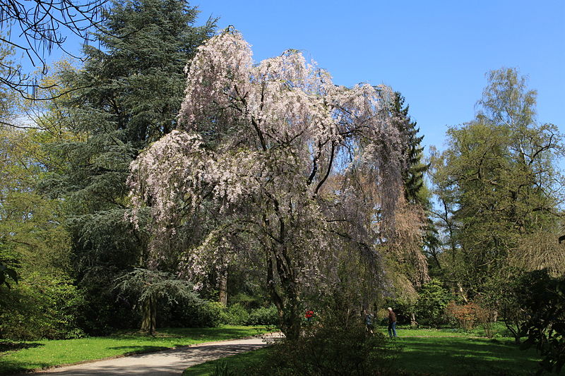 Botanischer Garten Rombergpark