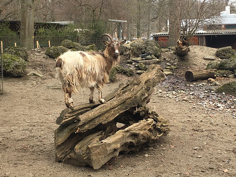 Tiergarten Ulm