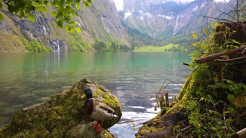 Obersee