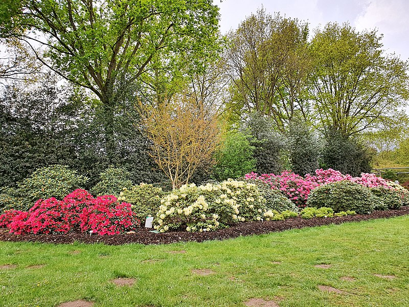 Park różaneczników i ogród botaniczny