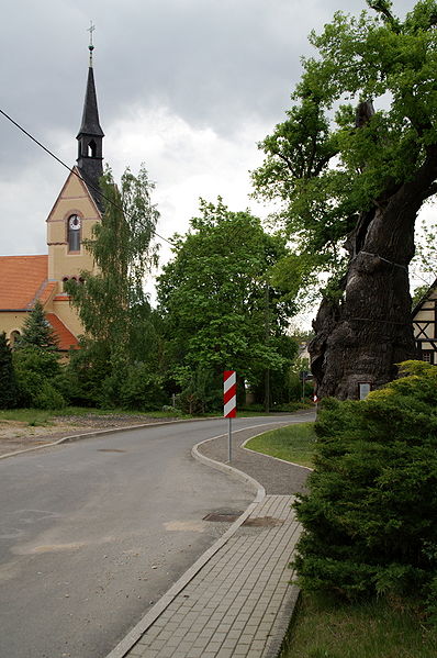 Grabeiche - 1000 jährige Eiche